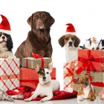 Christmas Gifts for Your Pet
