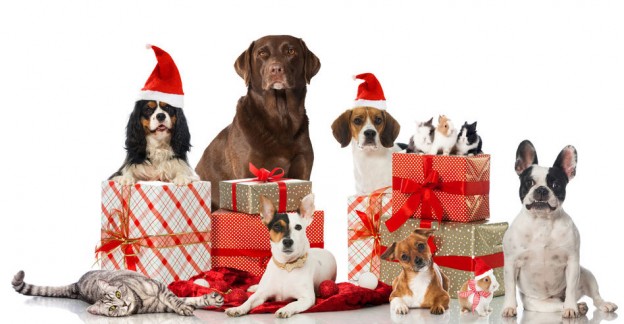 Christmas Gifts for Pets