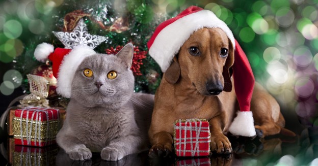 Pets at Christmas