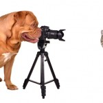 10 Tips for Taking Great Photos of Your Pet